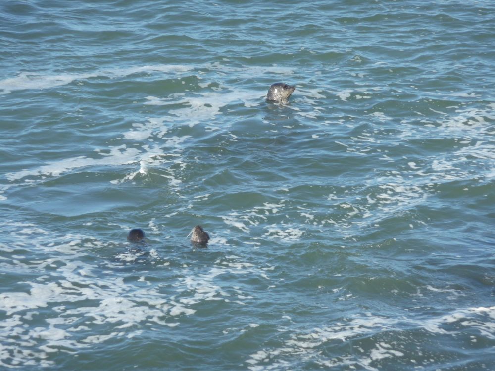 P1090354 seals in water