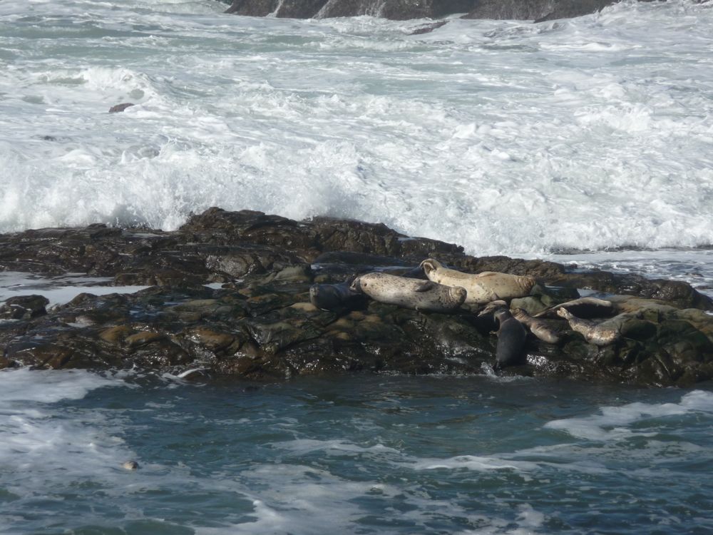 P1090359-sunning-seals